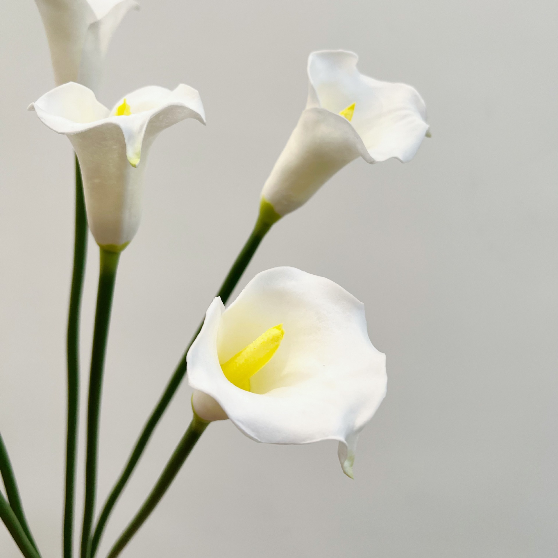 26 Inch Single Stem Crescent C - đánh giá và giá Photography Graduation